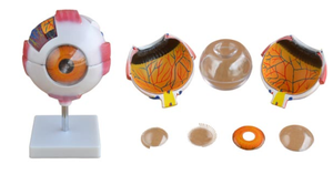 Modèle d'œil <span class=keywords><strong>humain</strong></span> grandeur nature 6 fois plus grand, modèle d'œil <span class=keywords><strong>géant</strong></span> XC-316A - Product Image 2