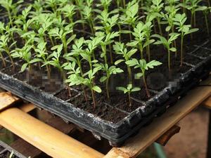 ถาดเพาะกล้ายาสูบ105เซลล์ภาชนะเพาะเมล็ดสำหรับปลูกพืชเพาะเพาะต้นกล้า - Product Image 4