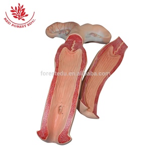 Modèle ovcouverts de vache, plastique, collège des animaux et infirmières anatomiques - Product Image 2