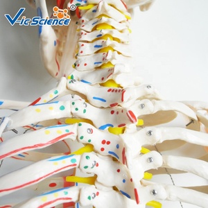 Medical Science <strong>Full</strong> Size 180cm Human Skeleton Model With Muscles and Ligaments Life Size Skeleton - Product Image 3