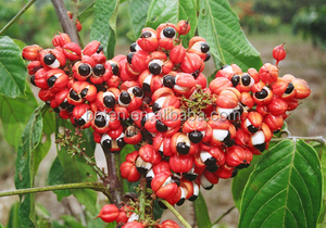 Bubuk Biji <span class=keywords><strong>Guarana</strong></span> 100% Murni - Product Image 6