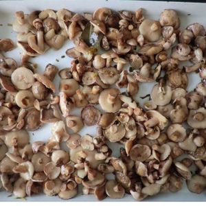 En conserve de qualité supérieure suillus granulatus champignon en marinés