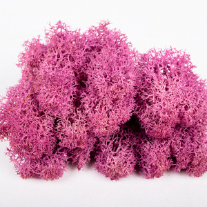 Wholesale Everlasting Raw Material <strong>Dried</strong> Stabilized Preserved <strong>Moss</strong> From China - Product Image 6