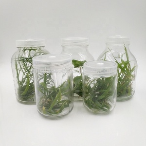 เรือนกระจกอุปกรณ์เปล่า450Ml Phalaenopsis Orchid ขวดต้นกล้าสำหรับขาย - Product Image 6