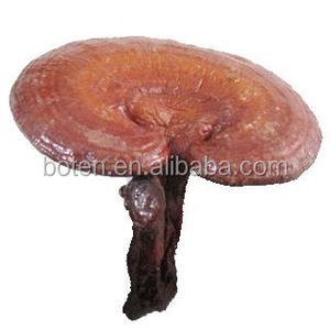 100% натуральный гриб Рейши, мицелий, распродажа - Product Image 3