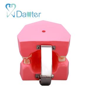 Attraente Prezzo Dentale Toothbrushing Modello Dimostrativo per Scuola Dentale