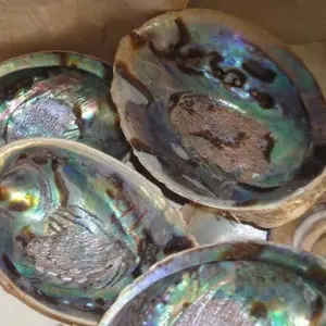 Boa qualidade raw mexicano abalone shell em estoque