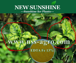 Phân Bón Sắt Hòa Tan Trong Nước <span class=keywords><strong>EDTA</strong></span> Fe 13% - Product Image 3