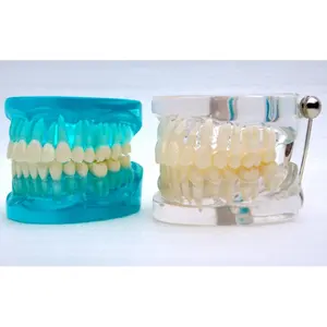 Dental teeth Transparent Standard model