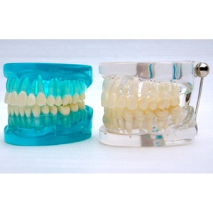 Dentale denti Trasparente modello <span class=keywords><strong>Standard</strong></span> - Product Image 1