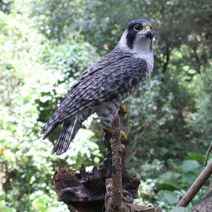 Groothandel Custom Outdoor Realistische Tuin Decor Vogel Beeldjes Hars Falcon Standbeeld