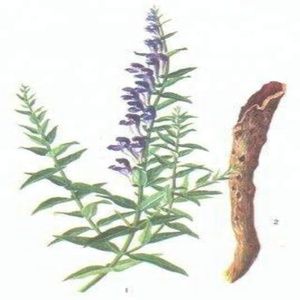 Yüksek Kaliteli GMP standart Scutellaria Baicalensis Özü <span class=keywords><strong>Baicalein</strong></span>/CAS: 491-67-8 - Product Image 3