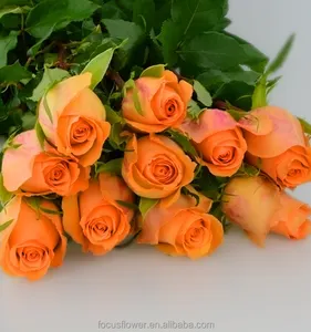Chất lượng cao Bán Buôn rose fresh cut hoa trên bán từ côn minh