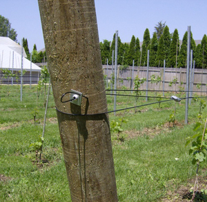 Filo morsa rapida fine <span class=keywords><strong>per</strong></span> elettrico scherma e vigneti traliccio - Product Image 3