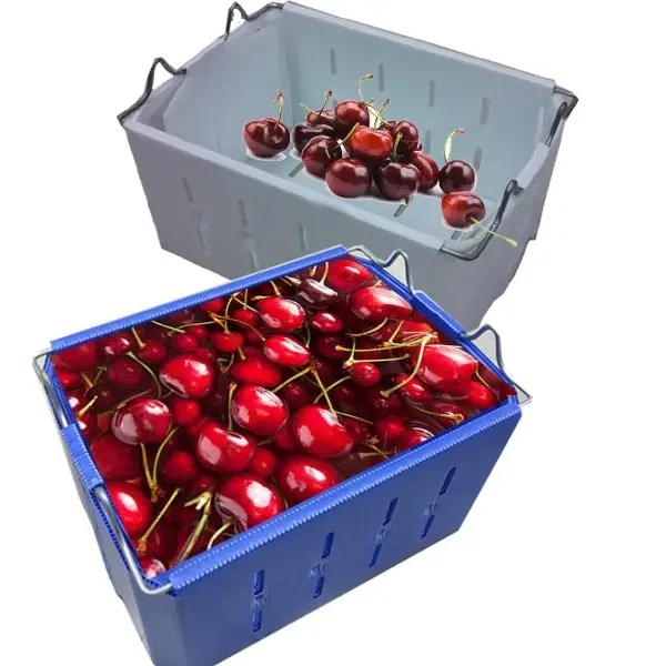 Штабелируемая гофрированная пластиковая коробка для фруктов/коробка для сбора вишни corflute/коробка для сбора вишни