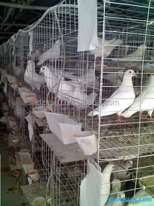 Gaiola de pigeão de corrida novo estilo HJ-PC32