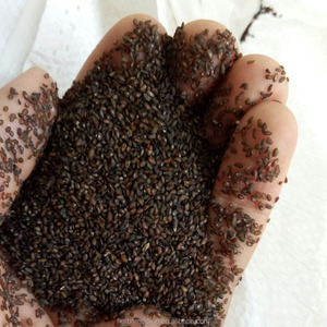 Hotsale नई स्वच्छ सूखे हल्दी Plantago बीज PLANTAGINIS वीर्य psyllium बीज के लिए बिक्री - Product Image 4