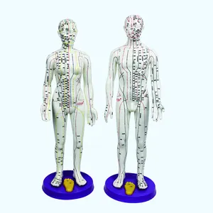  超クリア子経線鍼人体女性と男性の人体モデルPVC人体モデル