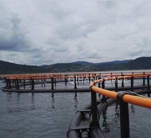 Cage d'aquaculture pour la pisciculture en eaux profondes avec cadre en HDPE et filet en PE/Nylon, diamètre de 8m à 40m, durée de vie de 15 ans - Product Image 3