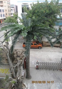 Palmera Artificial Cycas Revoluta de Alta Calidad para Decoración del Hogar, en Oferta a Precio Económico - Product Image 2
