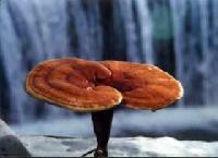 Alta calidad <span class=keywords><strong>hongo</strong></span> <span class=keywords><strong>reishi</strong></span> semillas - Product Image 2
