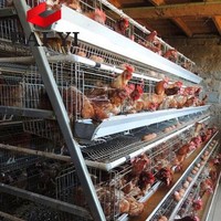 Penjualan Laris 2019 Lapisan Kandang Ayam Telur/Desain Rumah Peternakan Unggas