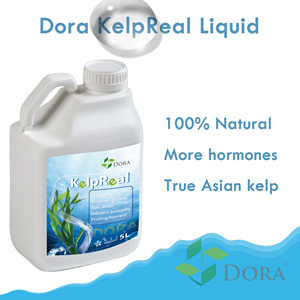 DORA 5 litri di alghe organiche alghe fertilizzante idroponica generale integratori di nutrienti liquidi - Product Image 6