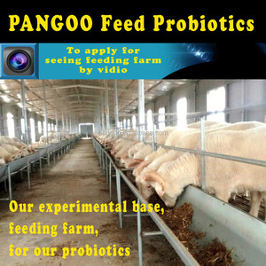 Probiotici microbica, Pollame/pollo/ovini/bovini/mucca additivo per mangimi/mangimi probiotici agente - Product Image 4