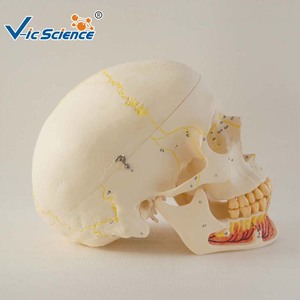 चिकित्सा संरचनात्मक खोपड़ी मॉडल के साथ चिकित्सकीय रूट तंत्रिका Mandibular ऊतक - Product Image 2
