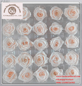 Exportieren Sie hochwertige Glycerin konservierte Rosen von Rainbow Floral <span class=keywords><strong>Company</strong></span> für Blumen geschäft Blumen