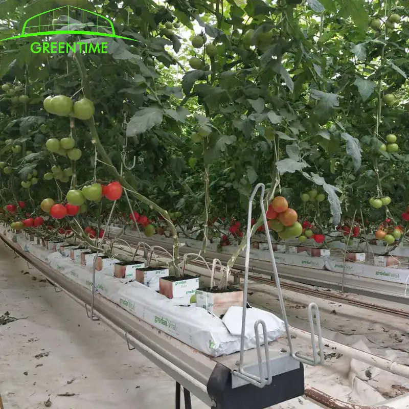 Gutter suporte usado hidroponia tomate greenhouse para venda