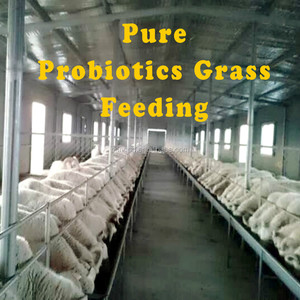 Probiotici microbica, Pollame/pollo/ovini/bovini/mucca additivo per mangimi/mangimi probiotici agente - Product Image 5