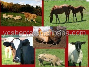 L-Lisina Monocloridrato 98% per Mangimi, Grado Alimentare per Pollame e Gamberetti - Product Image 4