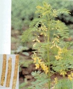 Extrato de raiz de astrágalo fornecido de fábrica 20 anos 10%-30% Polissacarídeos Extrato de <span class=keywords><strong>Astragalus</strong></span> em pó - Product Image 4