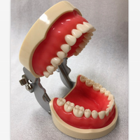 2022 más Popular 32 Uds dientes atornillados de resina modelo de estudio Dental Typodont dientes estándar para práctica