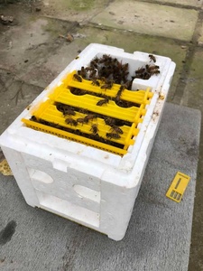 Imkereibedarf Königinnenzuchtbox Schaumstoffrahmen Imkerei-Werkzeugset Ernte-Bienenstock Heim-Bienenstockgehäuse Imkerwerkzeuge - Product Image 3