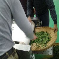 Nueva Máquina Tostadora de Cebada de Acero Inoxidable 304 de Grado Alimenticio con Cinta Transportadora Tipo Túnel/Tostadora de Cebada por Microondas con 12 Meses de Garantía