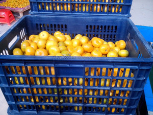 Nanfeng-mandarina para bebé, sabor agrio, gran oferta - Product Image 5