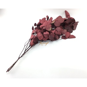Foglie Verdi per Decorazione, Eucalipto Essiccato, Pianta da Tavolo - Product Image 5
