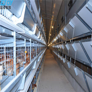 Equipo de cría de aves de corral con capa de huevo para sistema doméstico de granja avícola totalmente cerrado - Product Image 6