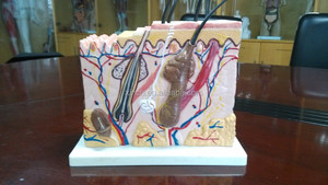 <span class=keywords><strong>70</strong></span> פעמים מוגדל אנטומיה של אדם עור - Product Image 3