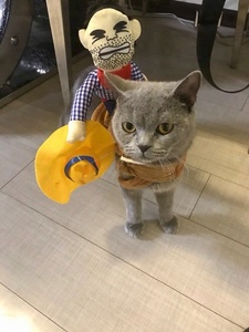 카우보이 라이더 말 기수 할로윈 의상 재미 있은 애완 동물 강아지 고양이 옷 - Product Image 5
