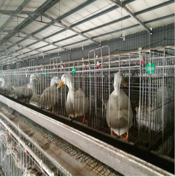 Fuhua için kümes ekipmanları katmanlı kafes et ördek