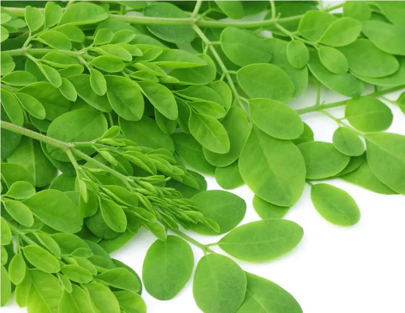 Vendita calda prezzo di fabbrica diretto semi di moringa in estratto di erbe