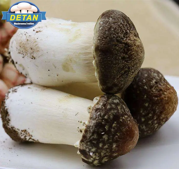 Detan Stropharia Rugosoannulata سوق الأسعار للمشروم