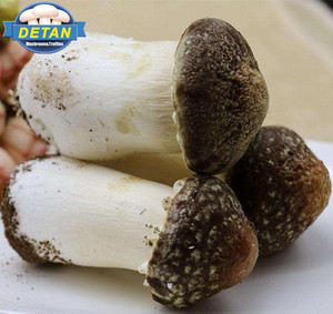 Detan Stropharia rugosoannurata precios de mercado para seta - Product Image 1