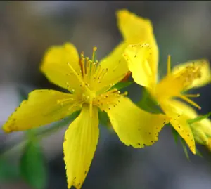 St John's wort 추출물 분말/세인트 존스 워트 오일/hypericum perforatum 추출