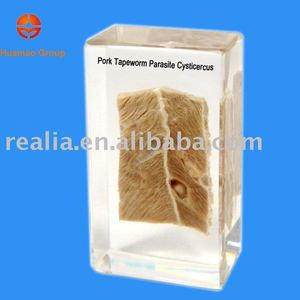 Espécimen Biológico Preservado de Cistocercos, Parasito de Gusano del Cerdo - Product Image 2