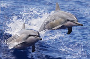 Hình ảnh <span class=keywords><strong>3D</strong></span> Áp phích dạng thấu kính <span class=keywords><strong>3D</strong></span> hình ảnh <span class=keywords><strong>3D</strong></span> của động vật biển fishi lenticular - Product Image 4