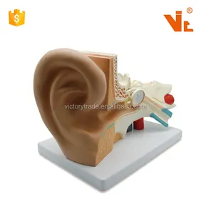 V-AM004放大人耳器官解剖模型教学